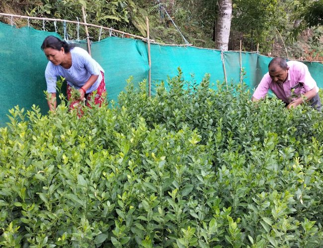 गुल्मीका नर्सरीमा उत्पादित बिरुवाहरुलाई बजारीकरणको समस्या