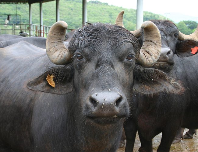 भारतले नेपाललाई १५ वटा मुर्रा भैंसी दिने