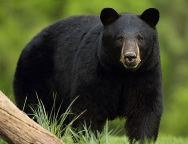 भालुको आक्रमणबाट तनहुँमा एक जना घाइते