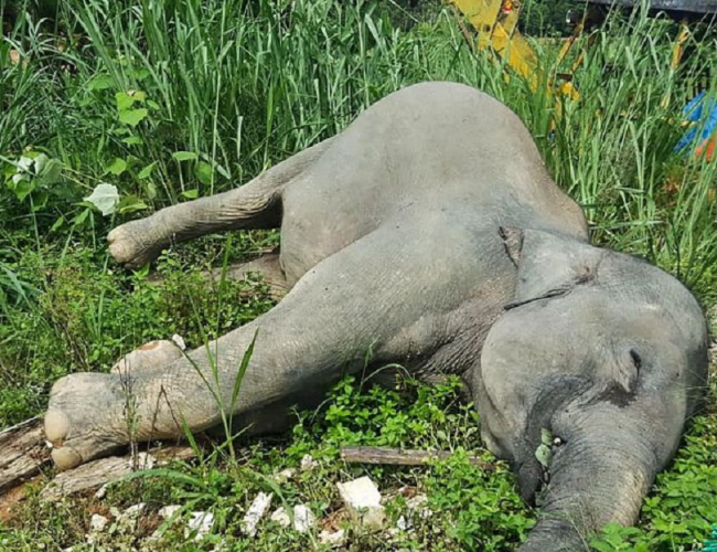 झापामा पोथी हात्ती मृत फेला