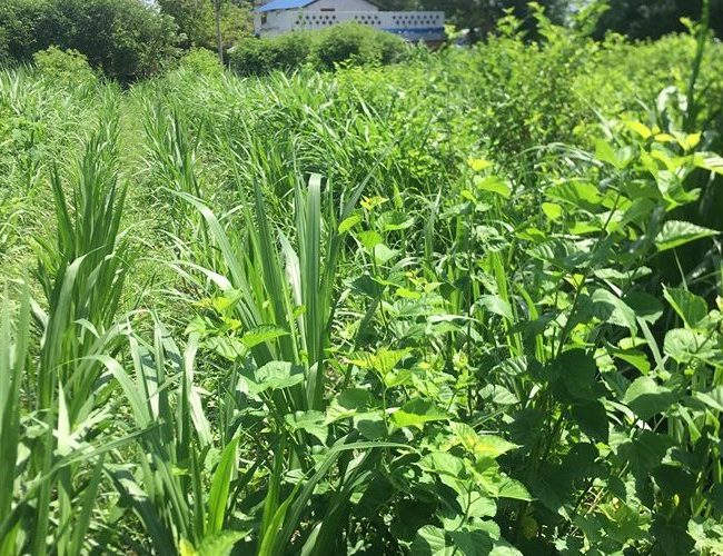गौ संरक्षणका लागि घाँस रोपिने