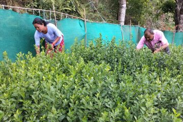 गुल्मीका नर्सरीमा उत्पादित बिरुवाहरुलाई बजारीकरणको समस्या