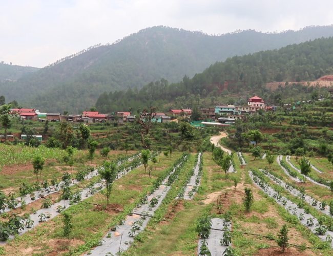 बजेटमा कृषिका नयाँ कार्यक्रमहरु
