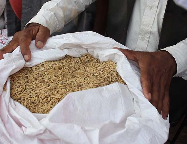 गुल्मीमा स्थानीय जातको धानबाली संरक्षण गर्न बिउ वितरण