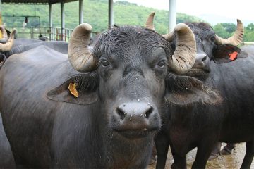 भारतले नेपाललाई १५ वटा मुर्रा भैंसी दिने