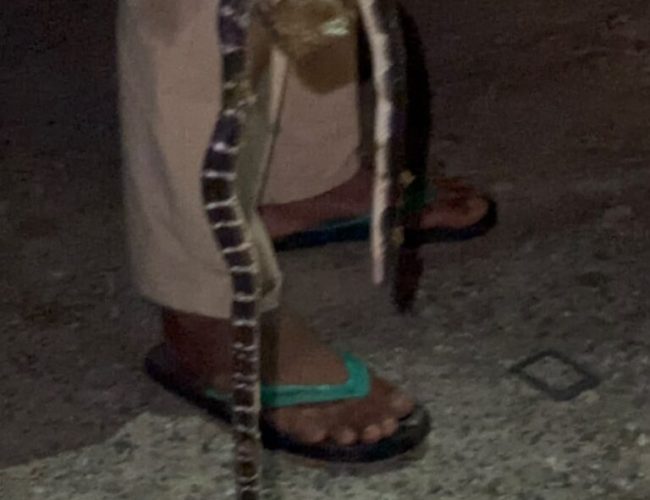 बर्खासङ्गै सर्पदंशको त्रास , महाकाली अस्पतालमा दैनिक ४-५ जना उपचाररत